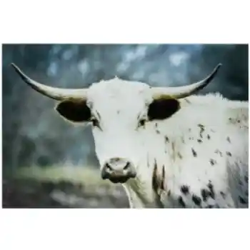 Yosemite Home Close Up Cow Tempered Glass Wall Art Panel