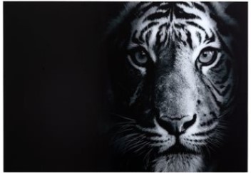 Yosemite Home Tigris Tempered Glass Wall Art Panel