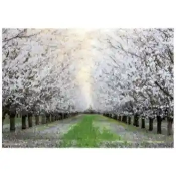 Yosemite Home White Blossom Trail Tempered Glass Wall Art Panel